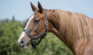 Donante: Ellerstina Portuaria Clon(ET)