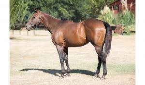 Padrillo: Maharaja (TB, USA)